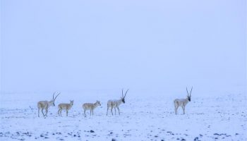 Xinjiang nature reserve sees increasing number of rare animals