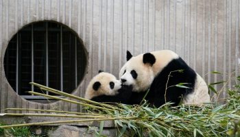 China enhances national park conservation with high-level scientific monitoring system